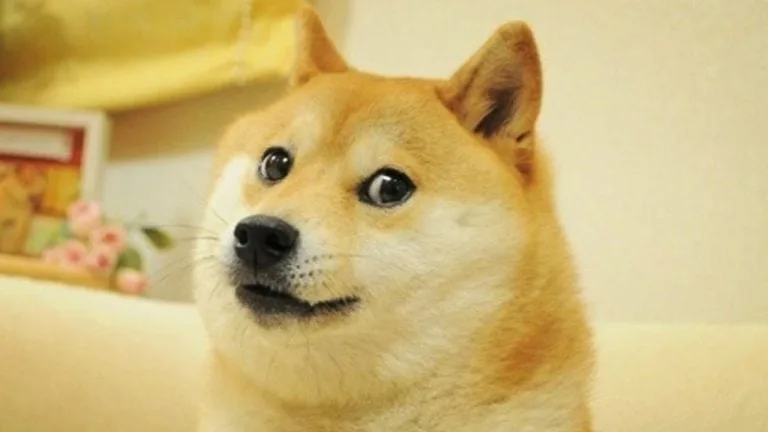 Dogememeeees 768x432 1